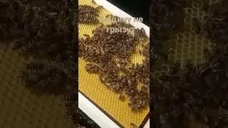 Вощину не грызут ранней весной.