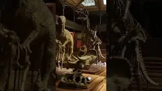 Night in museum dinosaures