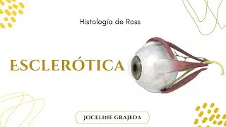 Esclerótica | Capas de la  esclera| Histología deRoss