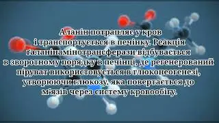 Біосинтез білков та нуклеінових кислот...