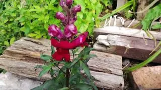 Bees