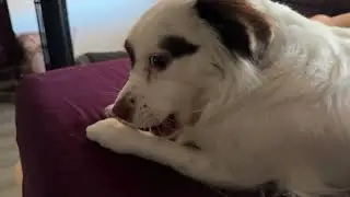 Yak cheese chews for dogs are on AMAZON!