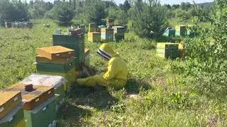 Сбор изолированного трута