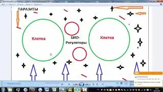 САД Aclon Механизм работы флуревитов