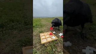 #animal #crow #birds #воронгоша #raven #nature #animals #aboutbirds #wildlife