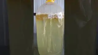 Как вырастить в домашних условиях боверию, метаризин и кордицепс.