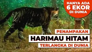 Harimau Hitam Paling Langka di Dunia Tertangkap Kamera Hutan #temansains