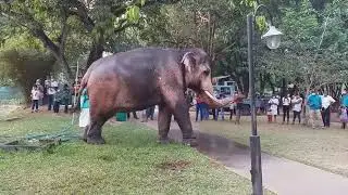 Migara Tusker Elephant takes quick bath at Viharamadevi Park Colombo to Gangaramaya Nawam perahara