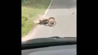 Python's fighting style | 🦌🦌Deer's escaped | #kannanfarm  | #shorts