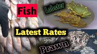 Karachi Fisheries || Latest Rates of Prawn , lobster and Crab || Pakistan
