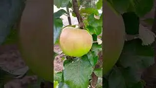 первое и единственное яблочко.сорт медок.#яблоня #botanicalgarden #shorts