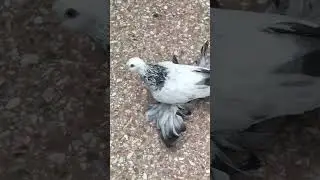 Голубка сизагран