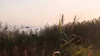 Цапля