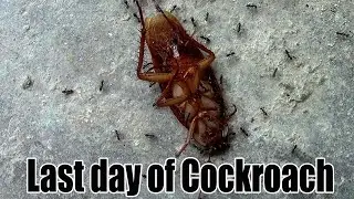 Last Day of Cockroach