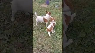 Джек рассел терьер