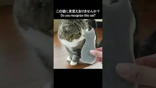 猫どろぼうなねこ。 #Shorts