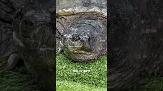 Can Snappy Make it Through?! #snappingturtle #turtle #shorts