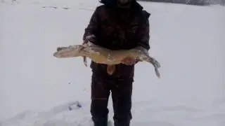ловля щуки на жерлицу