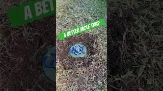 The best mole trap 