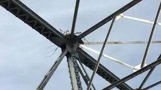 Osprey nesting on a bridge