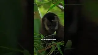 5 лучших мест Флорианополиса, Бразилия