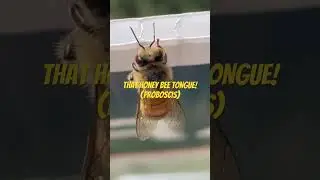 Honey bee proboscis in action!