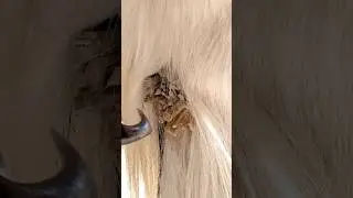 Trimming an Overgrown Separated Chestnut on a Horse #satisfying #oddlysatisfying  #asmr #horse