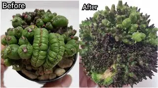 Mammillaria Bocasana cv Fred