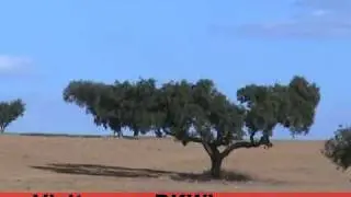 Come to Portugal wine country