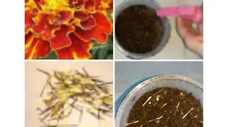 Бархатцы Чернобривцы низкорослые посев