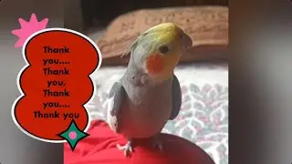 Pepper says Thank you to his watchers and supporters #birdlovers #talkingparrot #tamed #freeflight