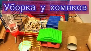 Делаю уборку у хомяков Мои хомячки Черныш и Партизан
