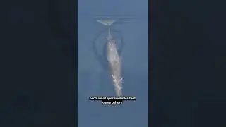 How The Sperm Whale Hunts Down Colossal Squid 