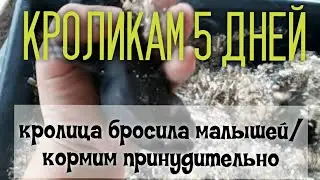 КРОЛЬЧАТАМ 5 ДНЕЙ/Кормление крольчат/Крольчиха бросила кроликов