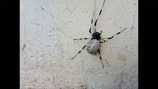 Different Types of Spiders