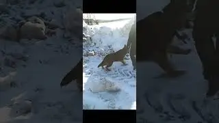 Прогулка с собакой. Весна...