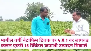 मागील वर्षी नेटाफिम ठिबकवर 4 X 1 लागवडीने एकरी 15 क्विंटल कपाशीचे उत्पादन! #Netafim #CottonSuccess