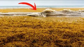 Gigantic red Tide Struck on the US East Coast