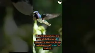 Hummingbirds are the only birds🐦