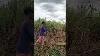 tubuhan business | investment na siguradong kikita ka ng malaki👍