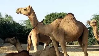 Unique Breed Of Camels in My Village ❤🐪