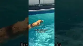 Watch my dog swim #dog