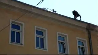 Vienna is very dangerous
