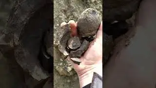 Вот такой необычный Коктебельский камень... 