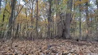 McLaughery Creek - Wayne, Mi