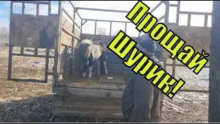 Всё не по плану. Тёлок под нож / Семья Фетистовых