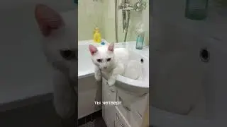 Люблю его❤️😘 #милашка #рекомендации #Снежок #кот #хочуврек #любимый
