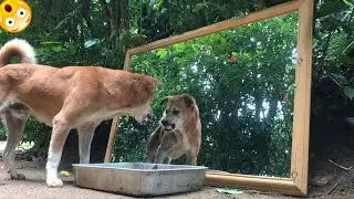 Cachorros VS Espelho ( TENTE NÃO RIR MUITO )