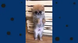 Забавные щеночки (мини подборка)