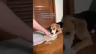 HOW TO TRAIN YOUR ANABUL SO IT DOESN'T PEE ANYWHERE‼️ 